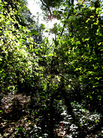 Cowen Park (Fall 2015) (2)