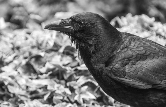 'Curious Crow'