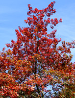 Cowen Park (Fall 2015) (6)