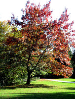 Cowen Park (Fall 2015) (3)