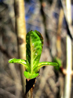 Budding Tree (3), Cowen Park